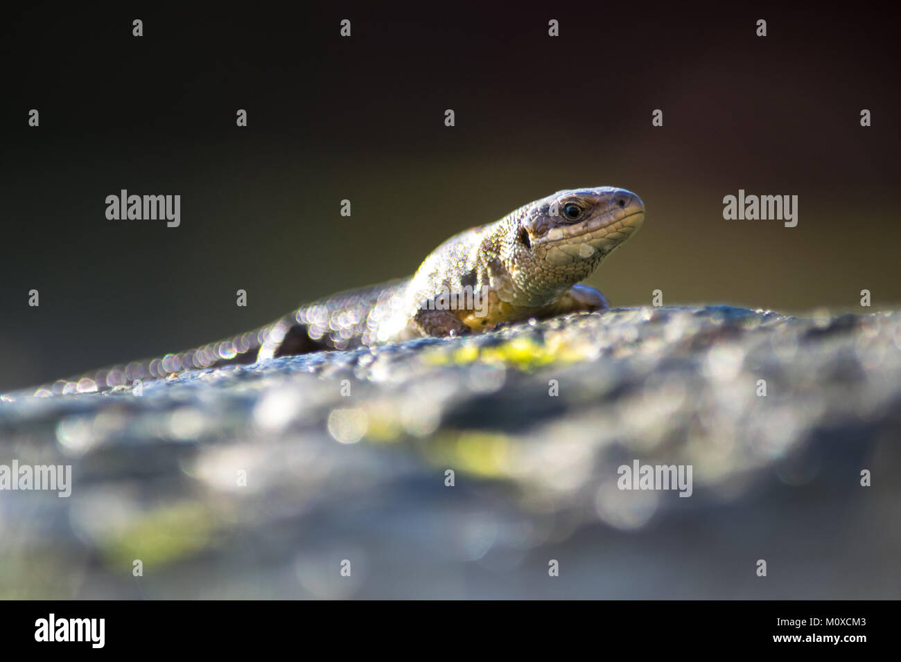 Common Lizard basking in the Sun.   Garden Wildlife in the UK Stock Photo