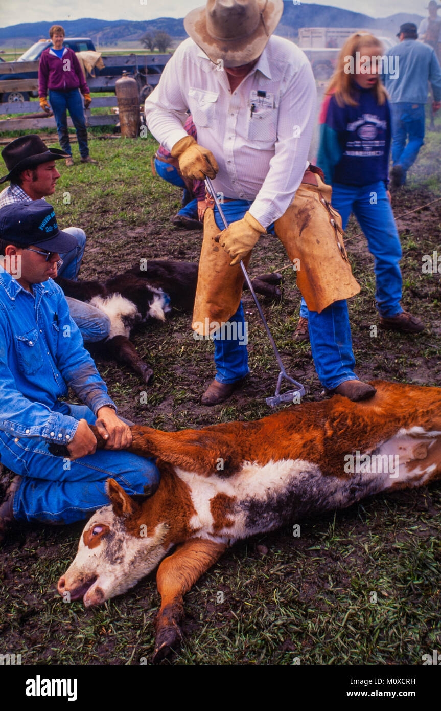 Ranch neighbors geld and brand calves at a cattle roundup and branding in South Dakota. Stock Photo