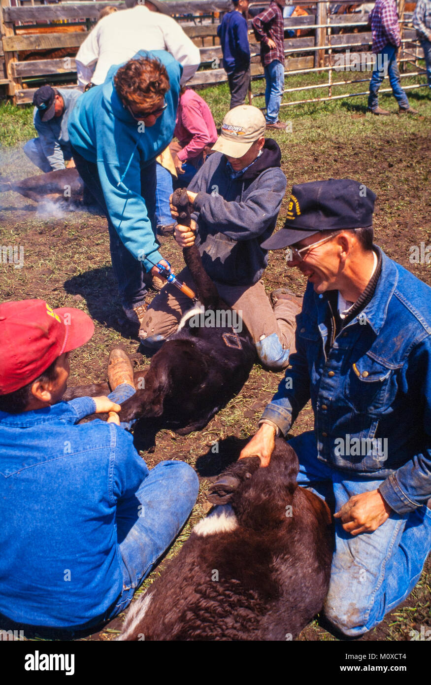 Ranch neighbors geld and brand calves at a cattle roundup and branding in South Dakota. Stock Photo