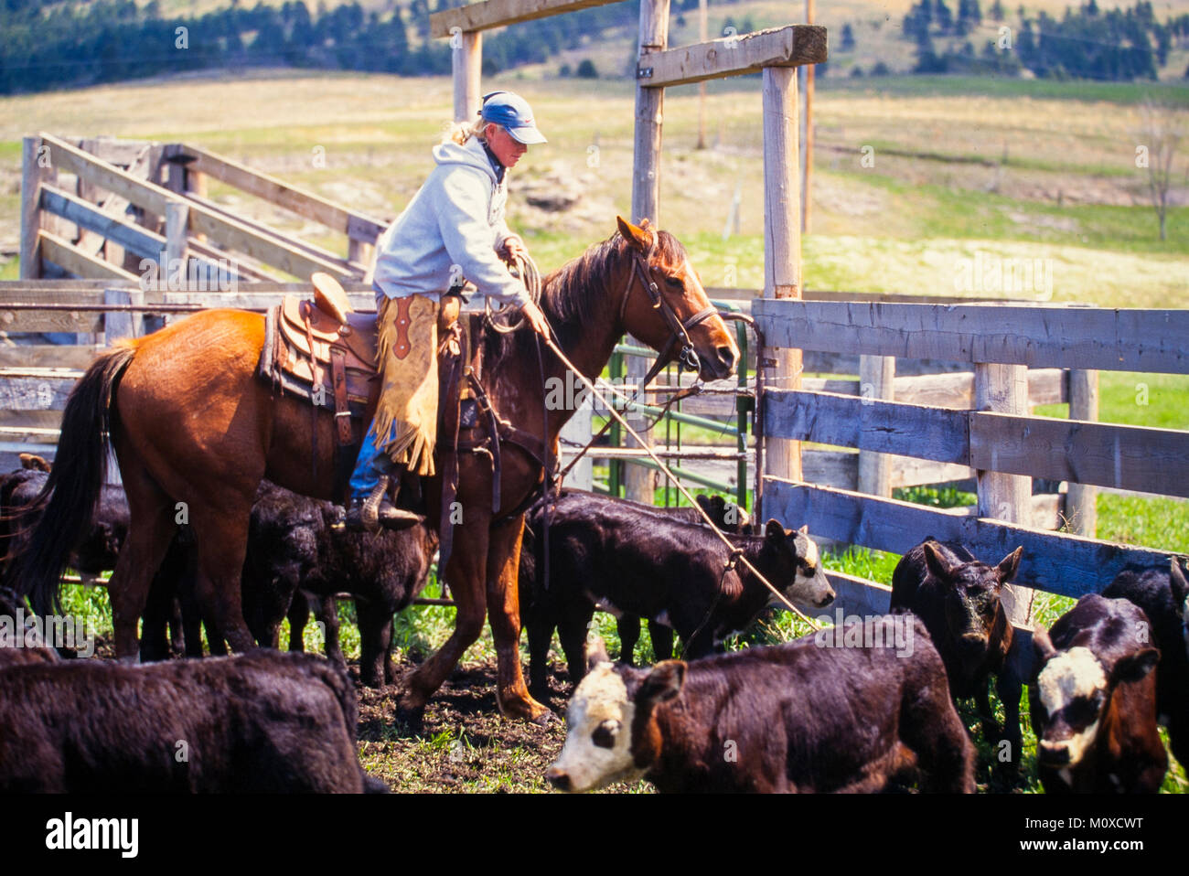 Ranch neighbors help with a cattle roundup and branding in South Dakota. Stock Photo