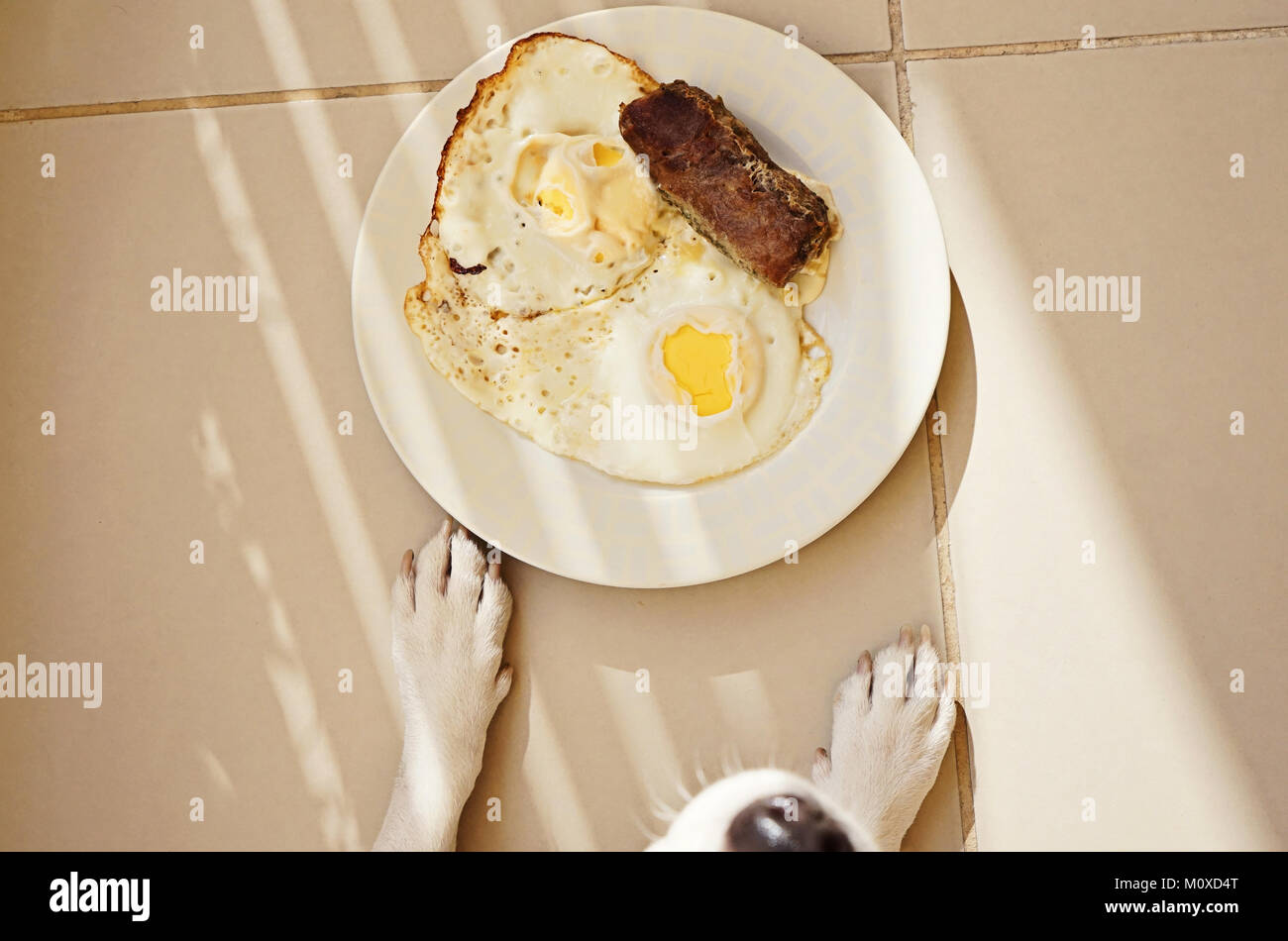 Dog and plate with fried eggs and meat cutlet Stock Photo Alamy