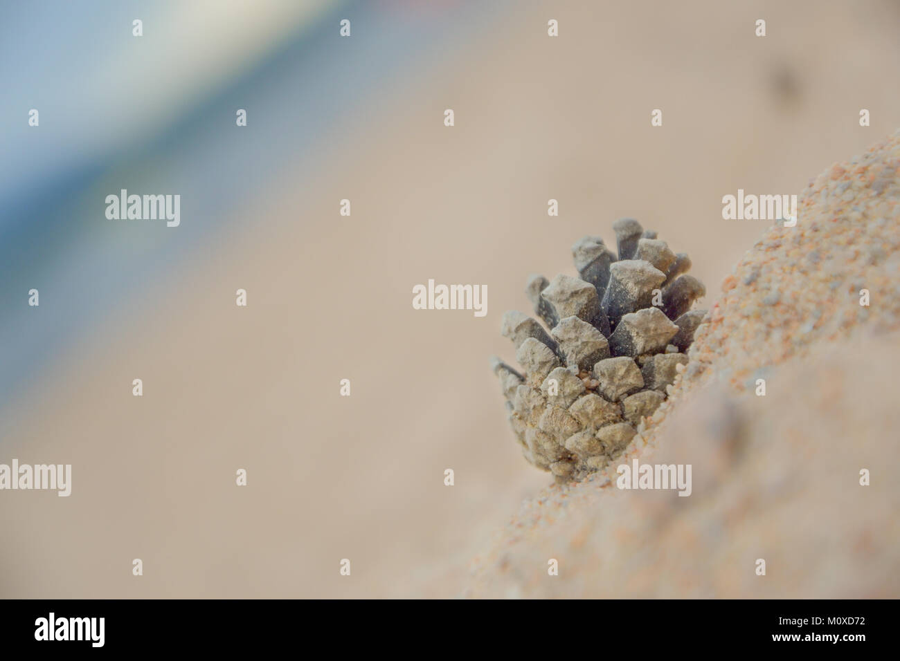 Redwood tree pine cones hires stock photography and images Alamy