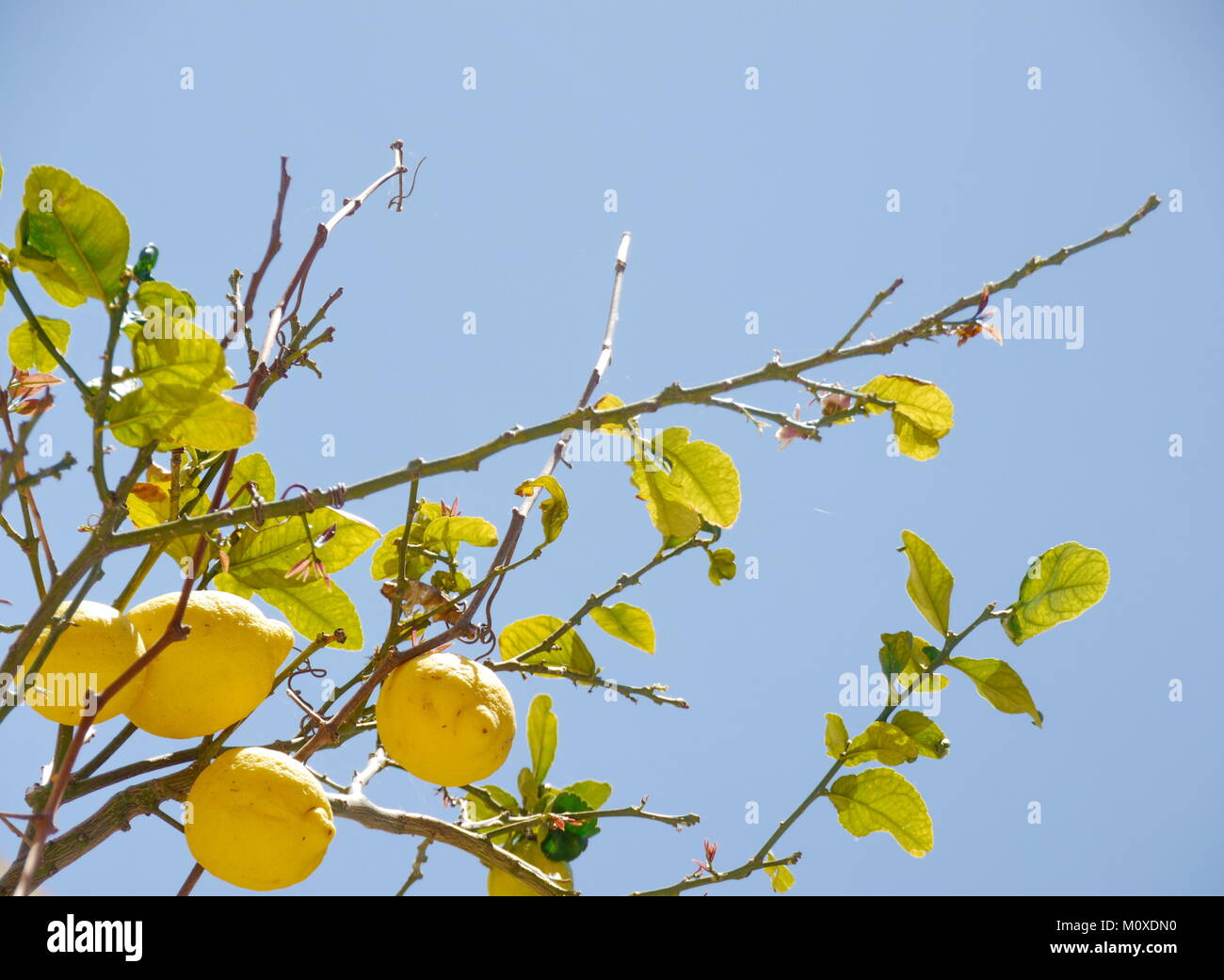 some lemons on lemon tree Stock Photo Alamy