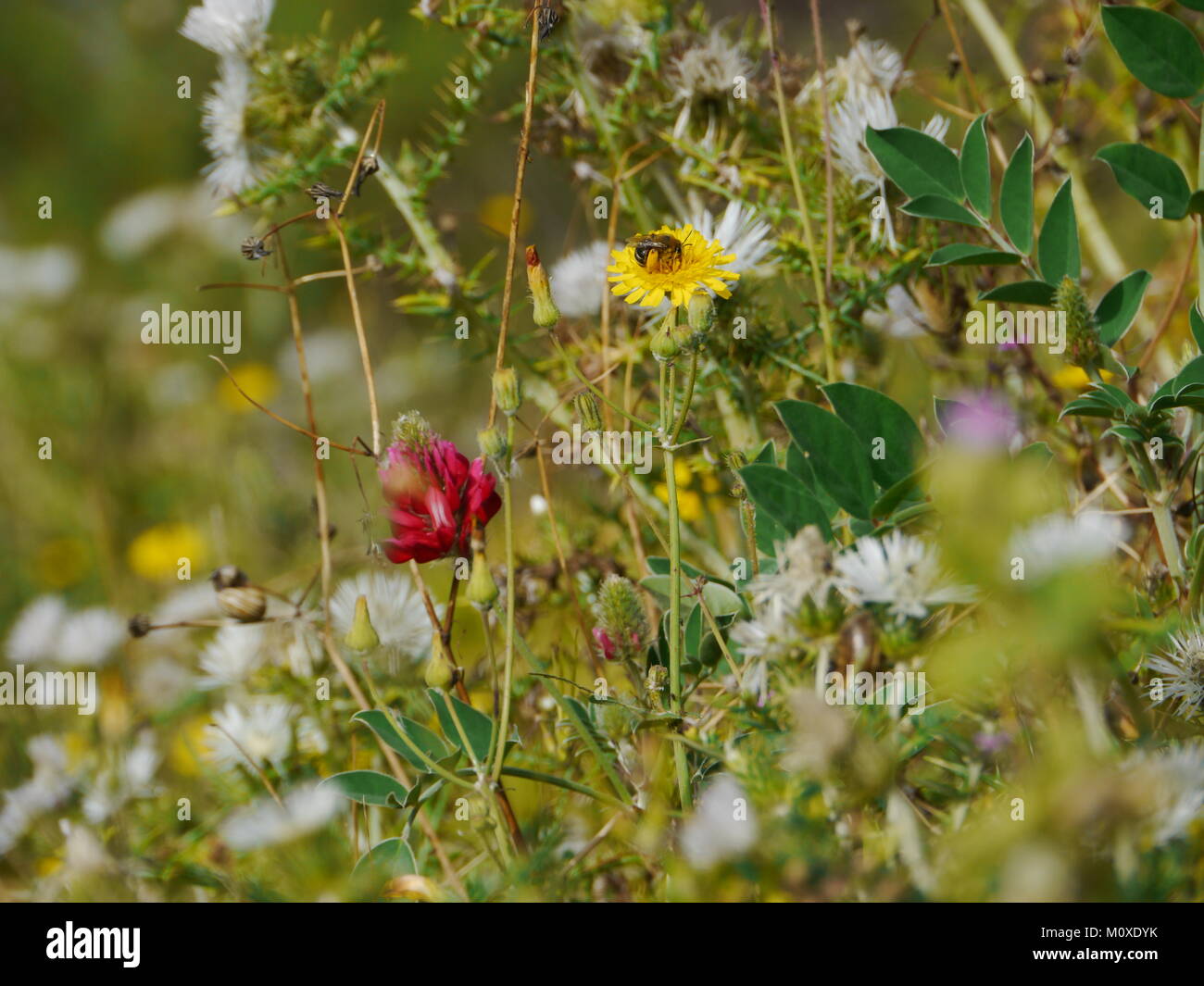 Flowers on a meadow hi-res stock photography and images - Alamy
