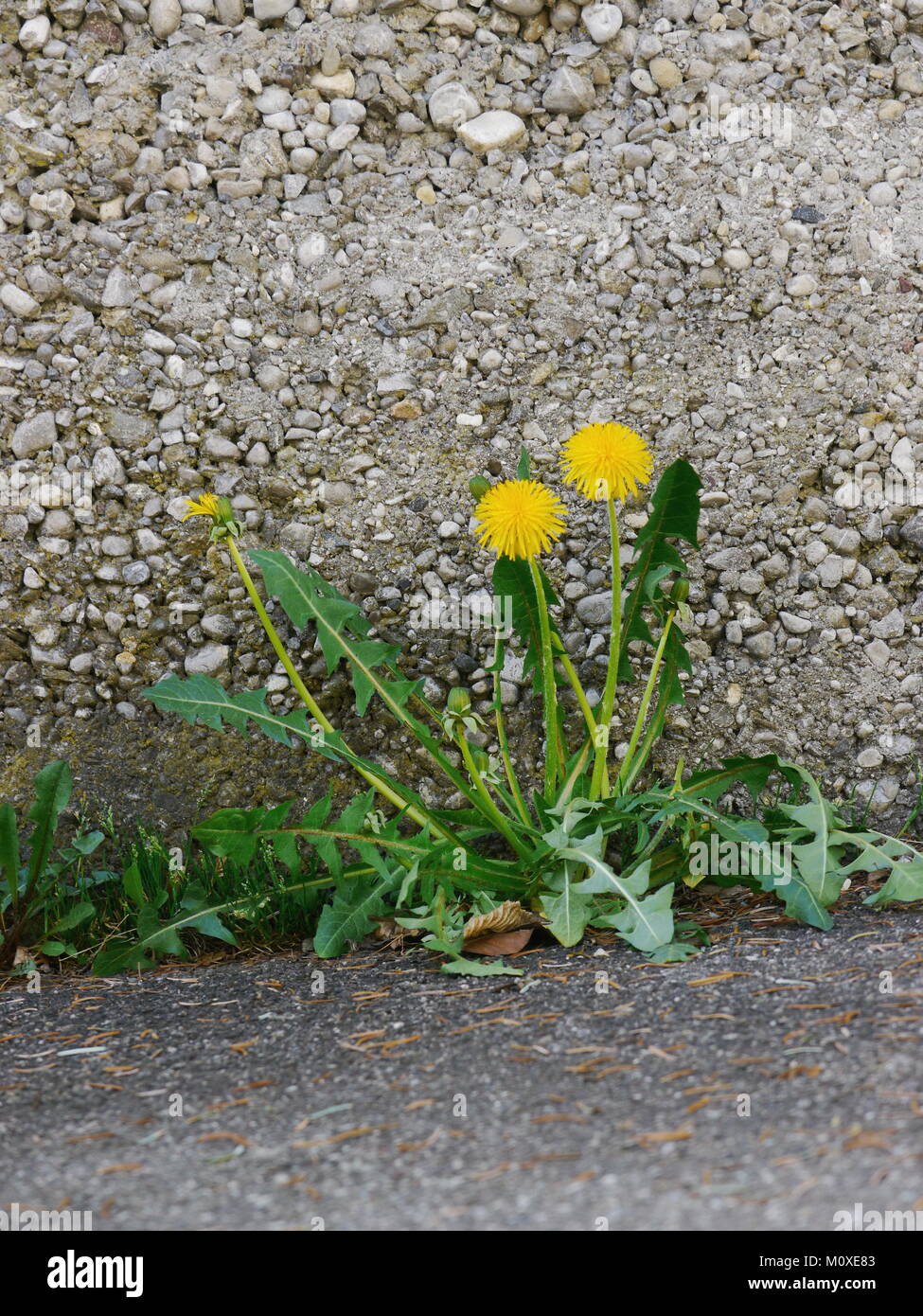 dandelions growing on asphalt  Stock Photo