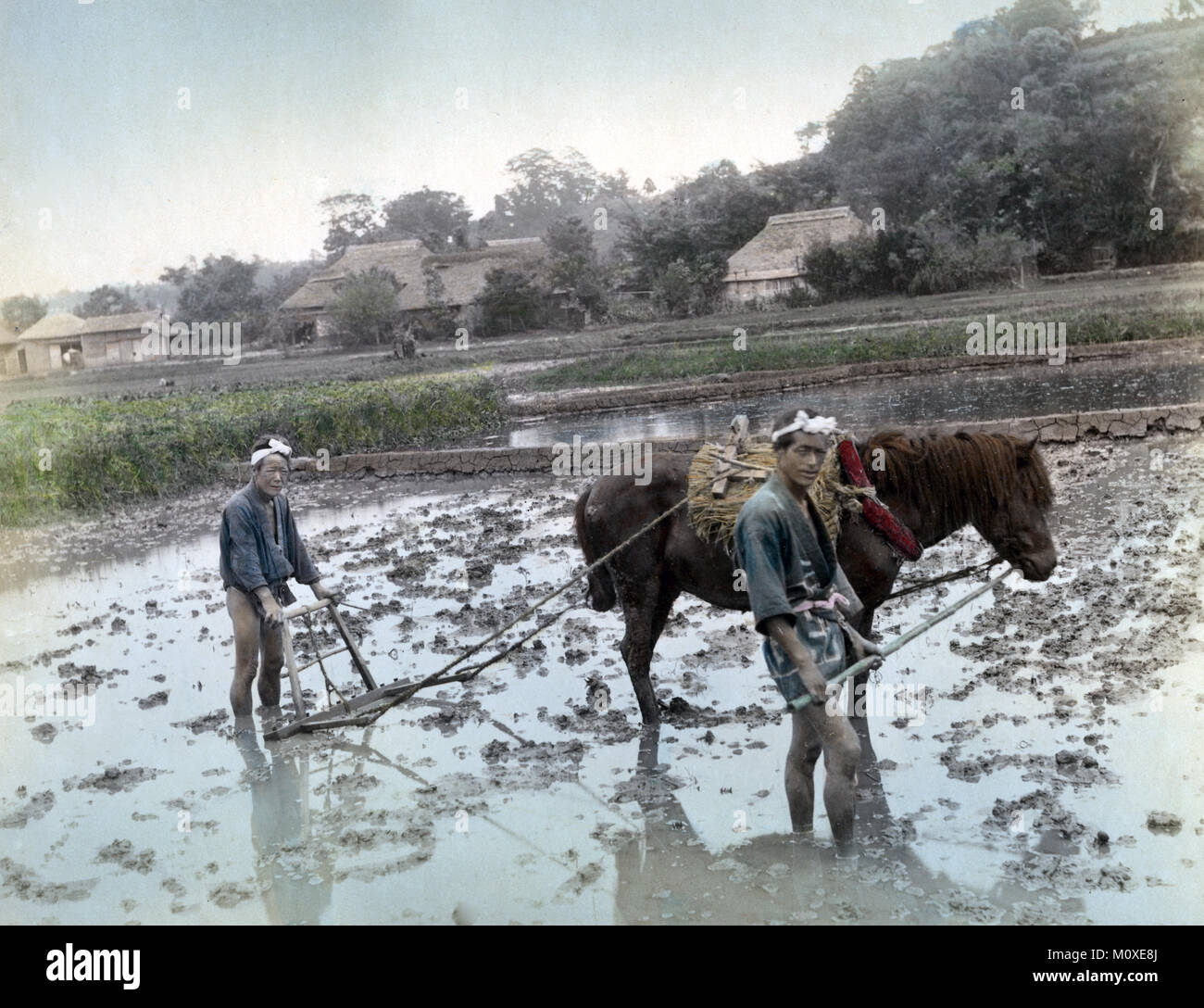 Farmers ploughing a rice paddy field with a horse, Japan, c.1880's Stock Photo