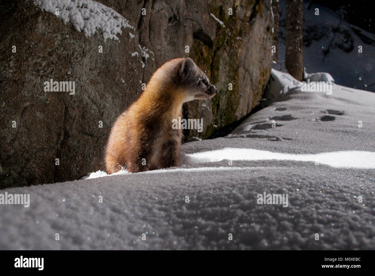 MAYNOOTH, ONTARIO, CANADA - January 22, 2018: A marten (Martes americana), part of the Weasel family / Mustelidae forages for food. Stock Photo