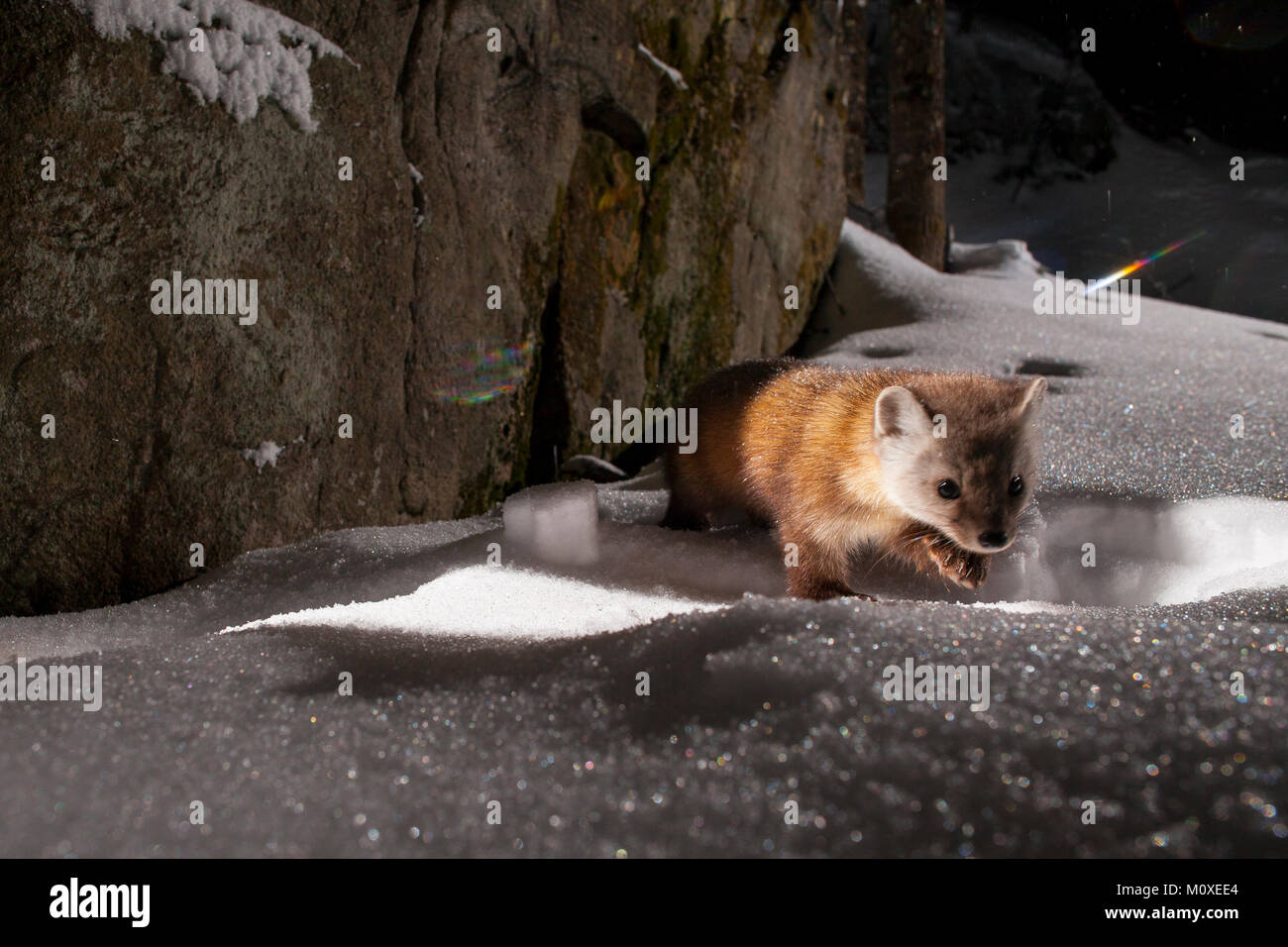 MAYNOOTH, ONTARIO, CANADA - January 23, 2018: A marten (Martes americana), part of the Weasel family / Mustelidae forages for food. Stock Photo