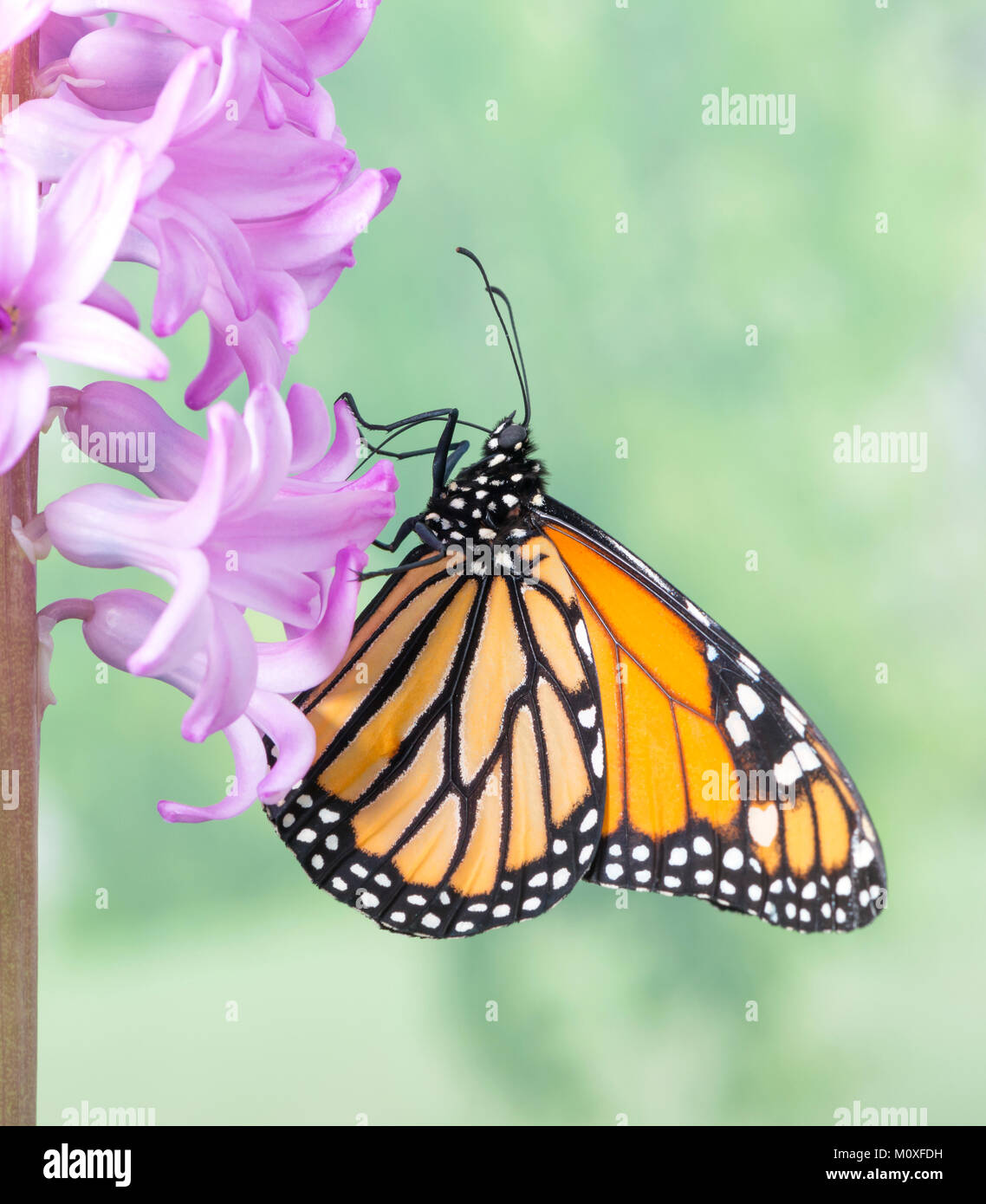 Monarch butterfly Danaus Plexippus feeding on a pink hyacinth flower ...