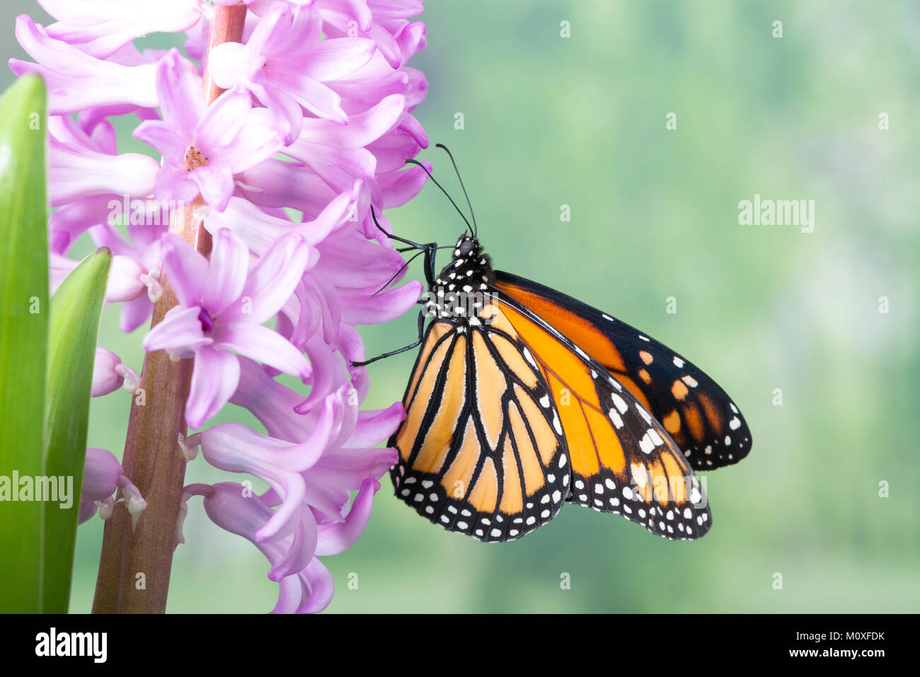 Monarch butterfly Danaus Plexippus feeding on a pink hyacinth flower ...