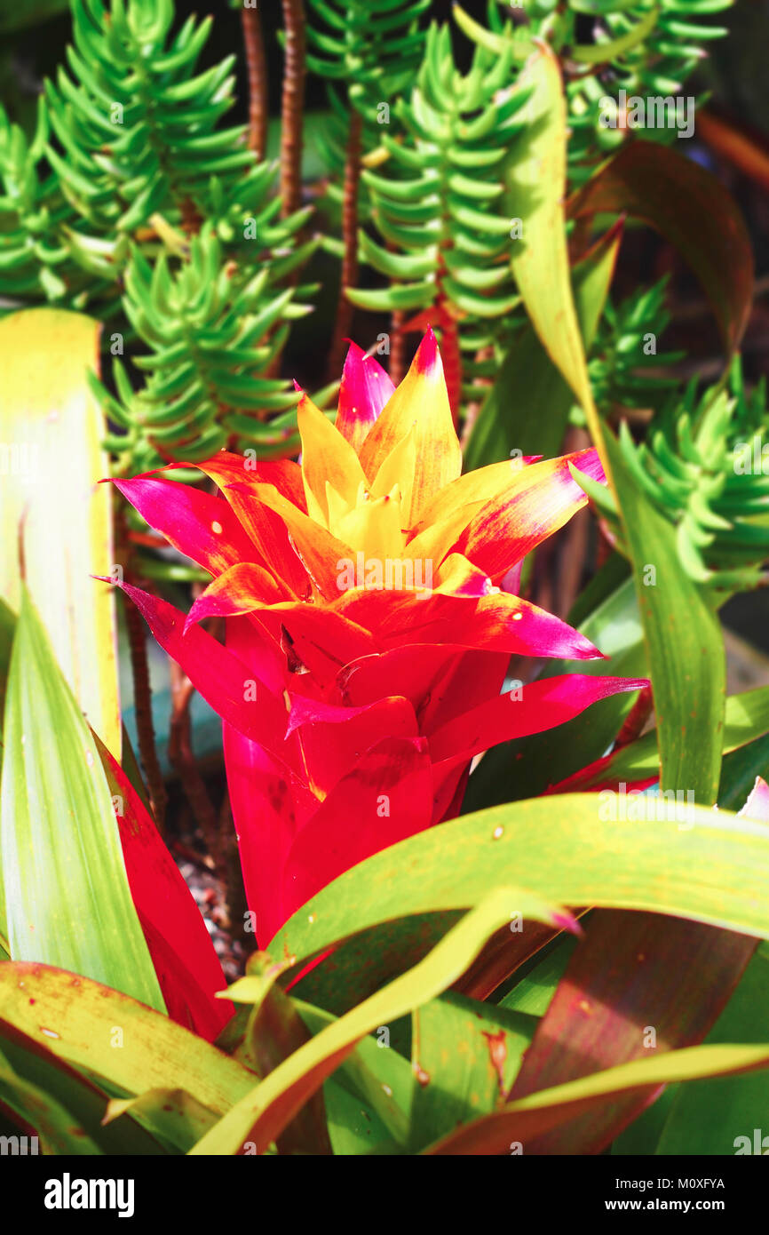 close up of bromeliad flower Stock Photo