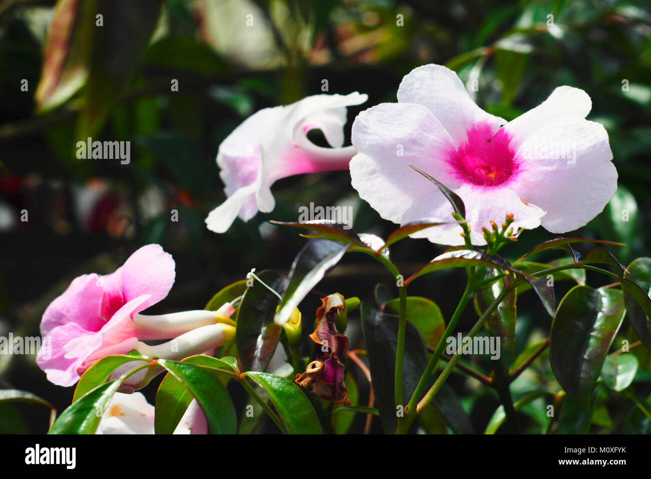 Pink Trumpet Vine flower, Thunbergia grandiflora Stock Photo