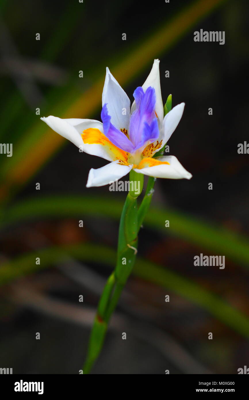 close up of Iris Wild Flower, New Zealand Stock Photo - Alamy