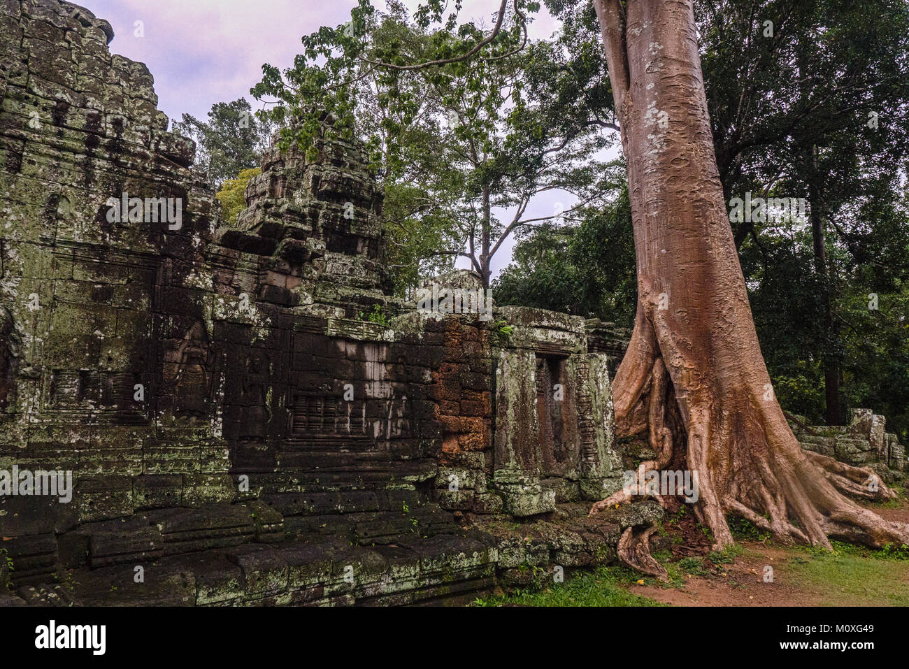 Banteay Kdei Temple tree grows through wall at Angkor Wat in Siem Reap, Cambodia Stock Photo