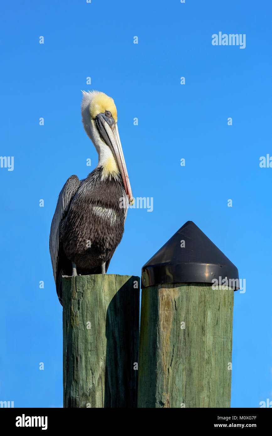Brown pelican standing on piling hi-res stock photography and images