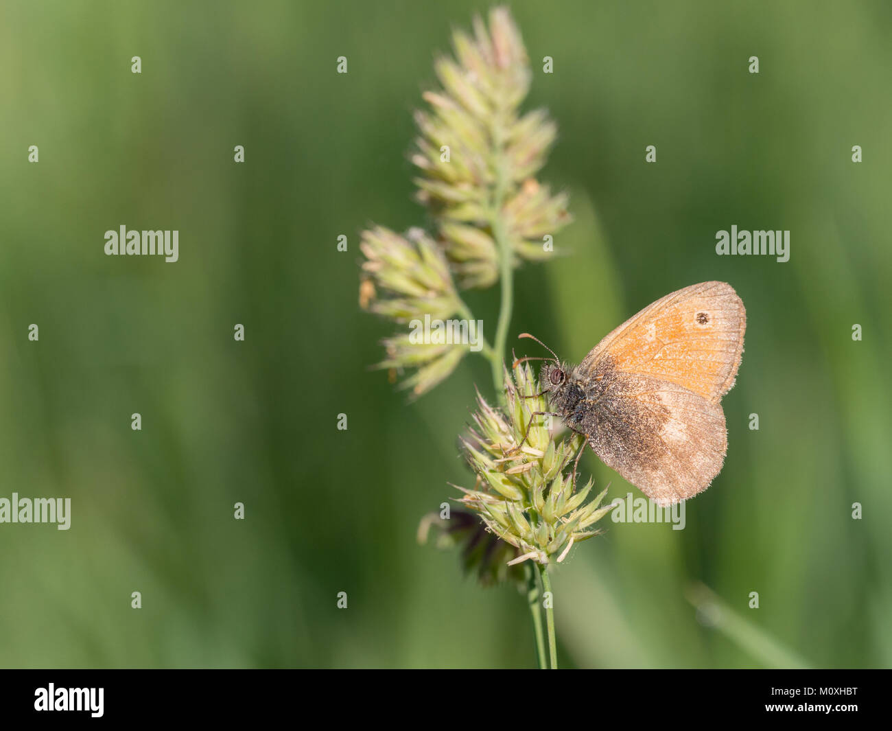 Small Heath, Coenonympha pamphilus Stock Photo