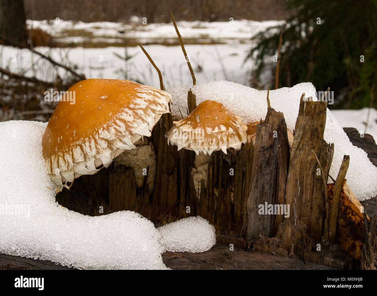Hemipholiota populnea (Pholiota destruens) mushroom growing on a cottonwood stump, near Bull Lake, in Lincoln County, Montana.  Hemipholiota populnea  Stock Photo