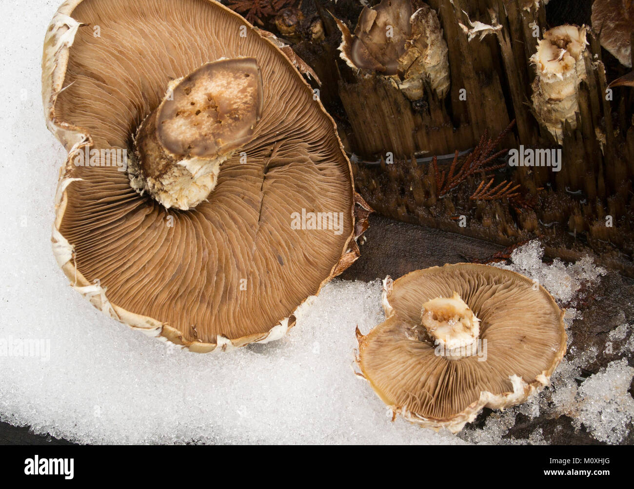 Hemipholiota populnea (Pholiota destruens) mushroom growing on a cottonwood stump, near Bull Lake, in Lincoln County, Montana.  Hemipholiota populnea  Stock Photo