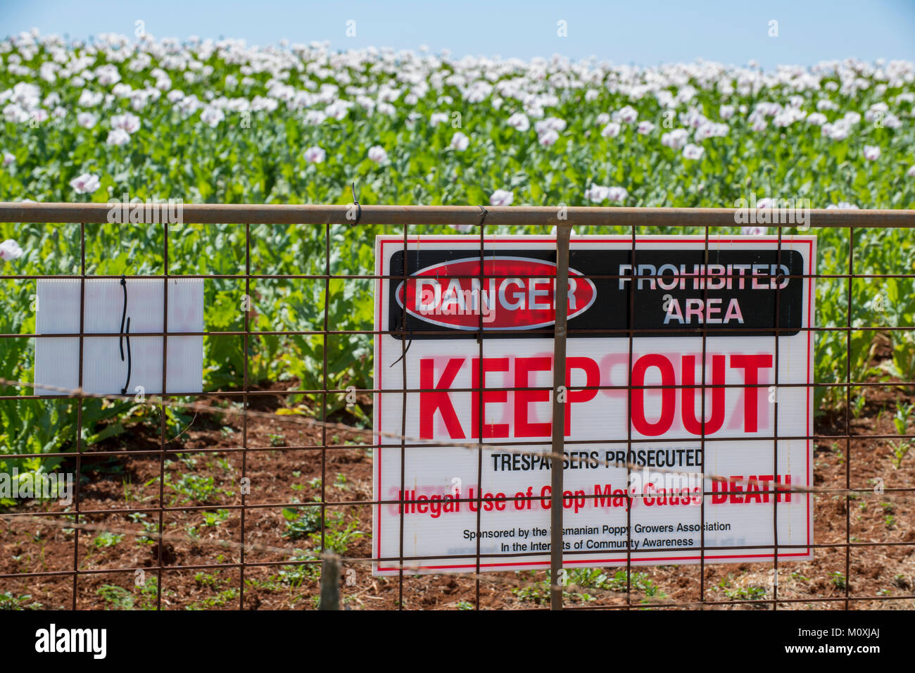 Legal opium poppy farming in Tasmania, Australia provides