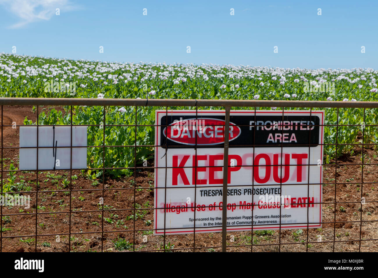 Legal opium poppy farming in Tasmania, Australia provides