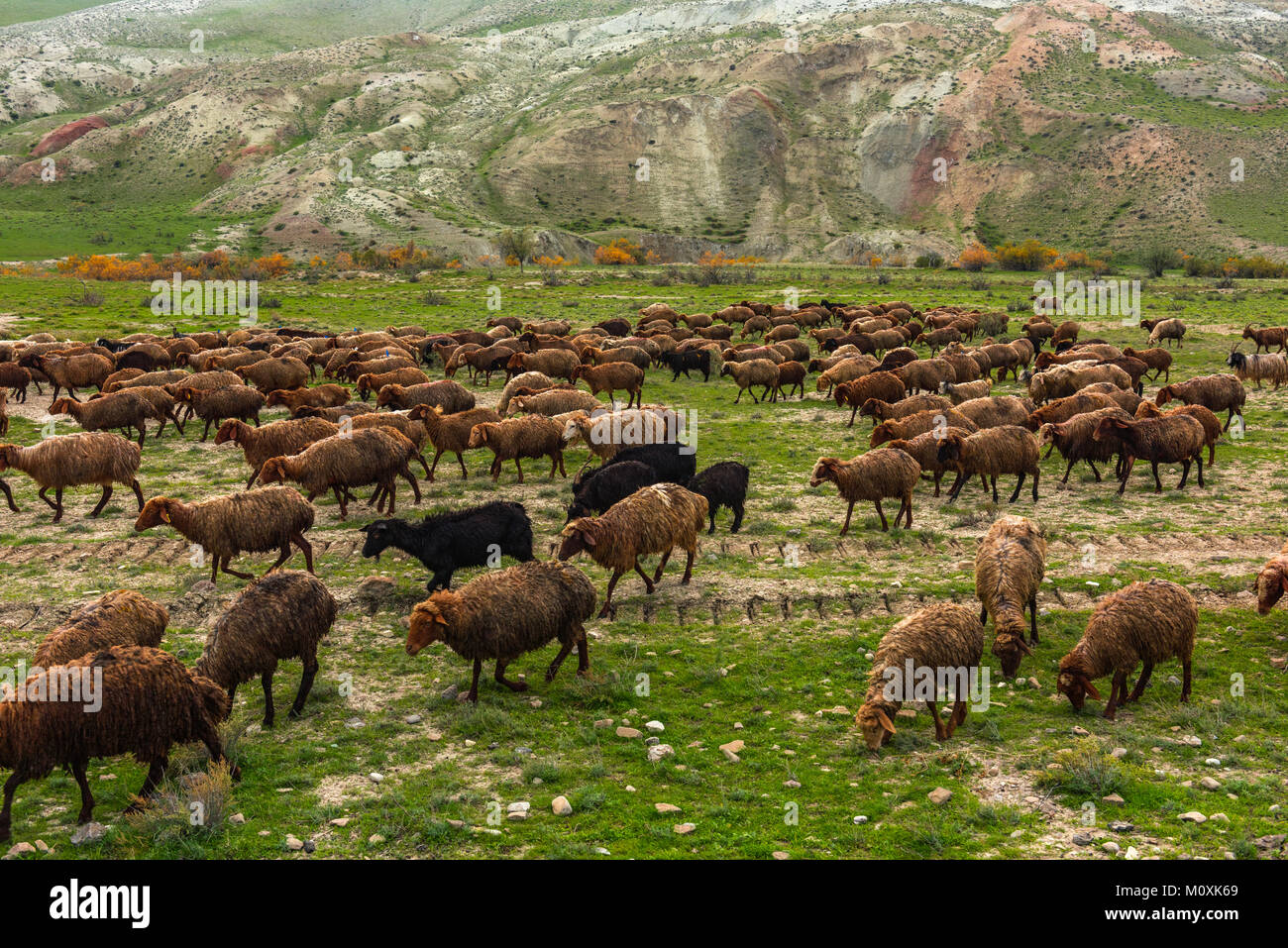 Flock of sheep in the mountains Stock Photo - Alamy