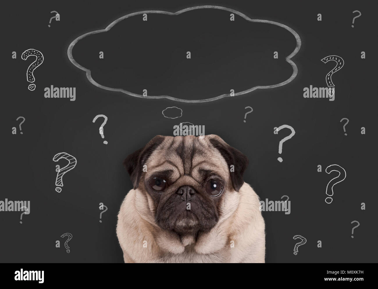 closeup of pug puppy dog sitting in front of  blackboard sign with hand drawn chalk question marks and blank thought bubble Stock Photo
