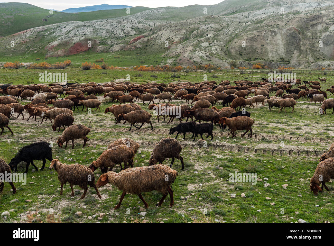 Flock of sheep in the mountains Stock Photo - Alamy