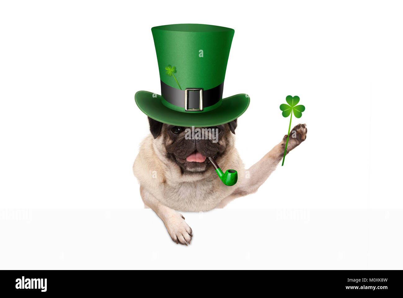 Irish pug dog hi res stock photography and images Alamy