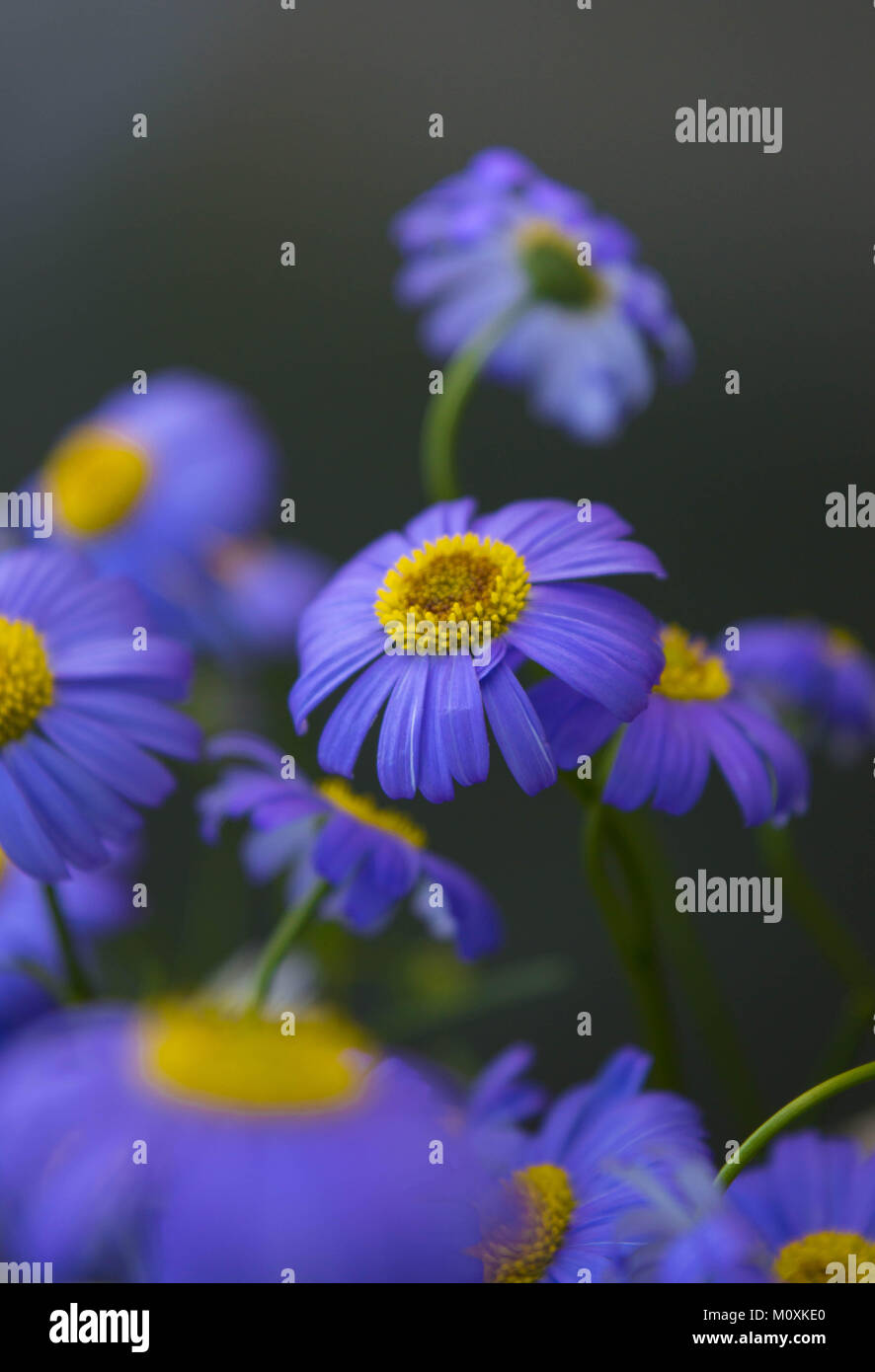 Macroworld hi-res stock photography and images - Alamy