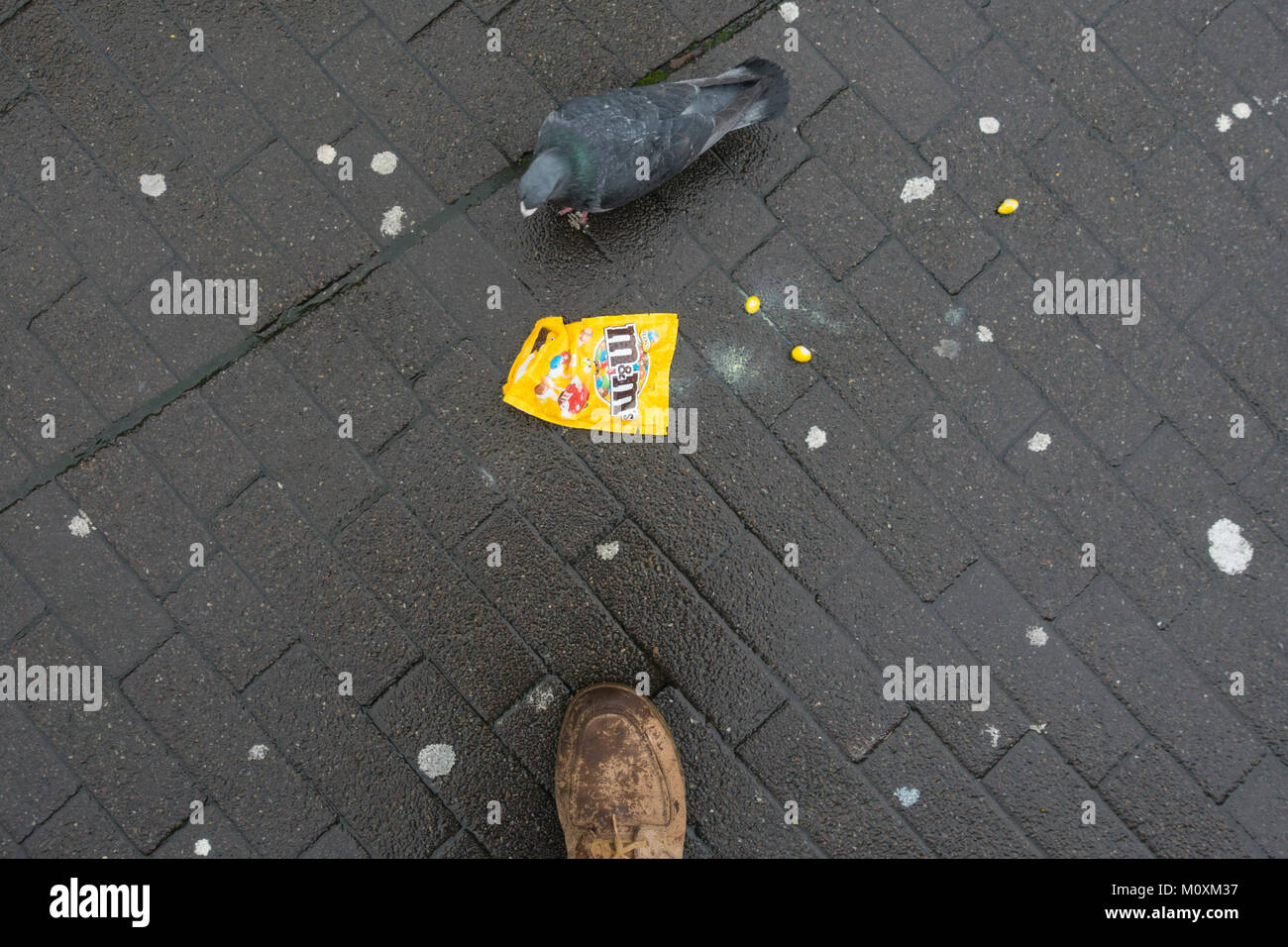 A pigeon eats from a bag of sweets Stock Photo