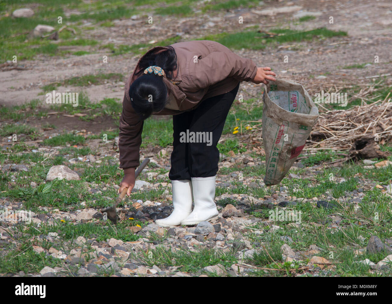 North Korean woman collecting grass to eat in a field, North Hamgyong Province, Jung Pyong Ri, North Korea Stock Photo