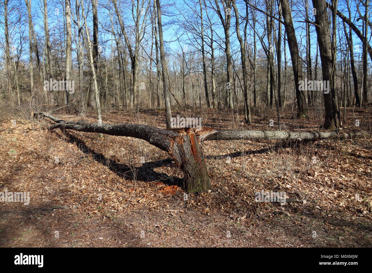 Tree split in wind storm Stock Photo Alamy