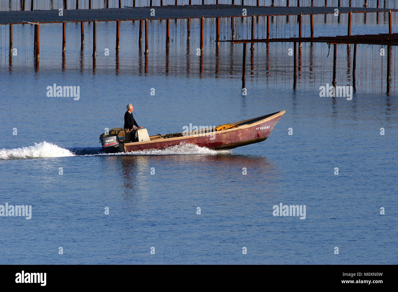 Oyster parks, shellfish farmer on his boat. View from Bouzigues, Occitanie, France Stock Photo