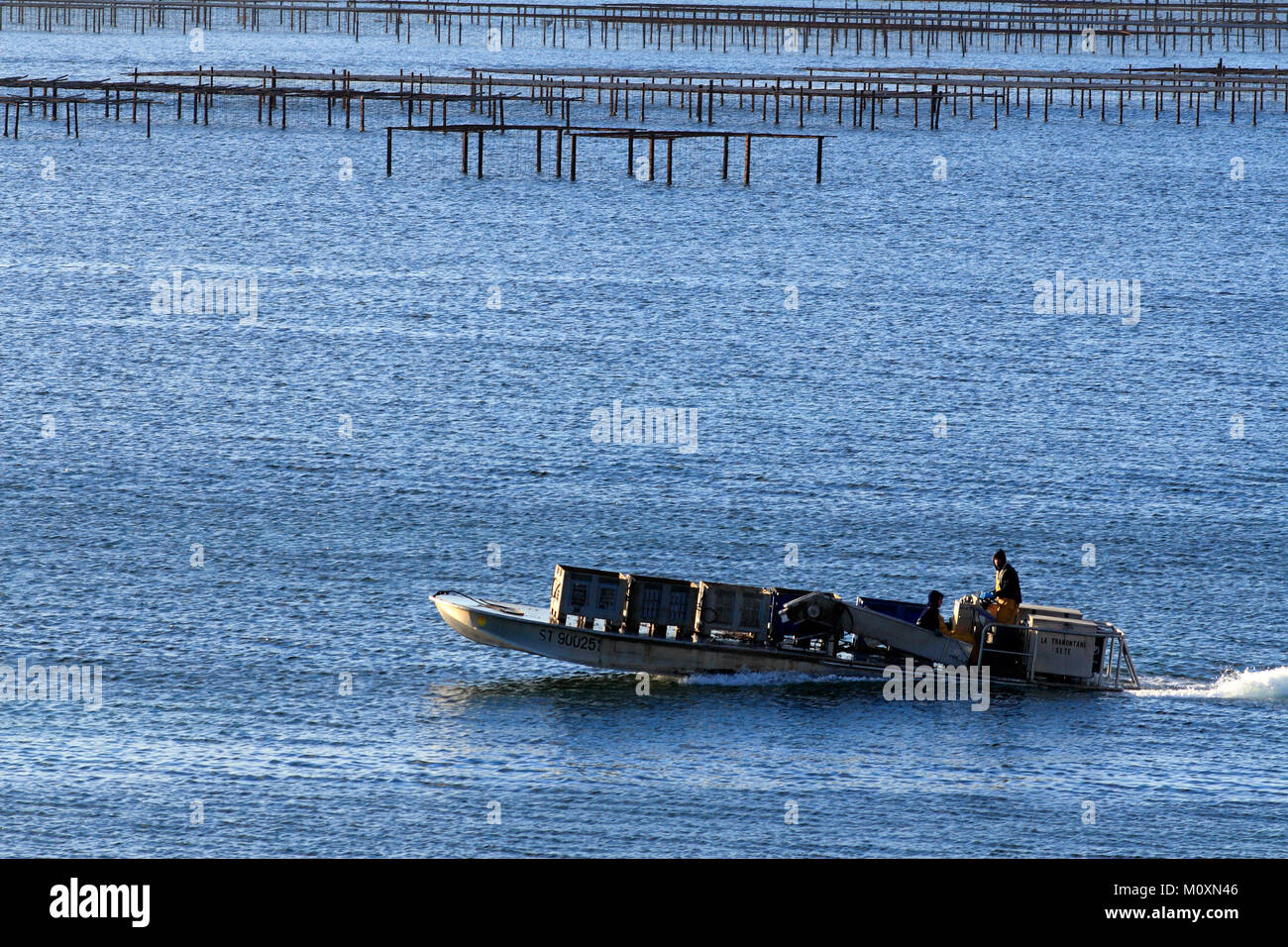 Oyster parks, shellfish farmer on his boat. View from Bouzigues, Occitanie, France Stock Photo