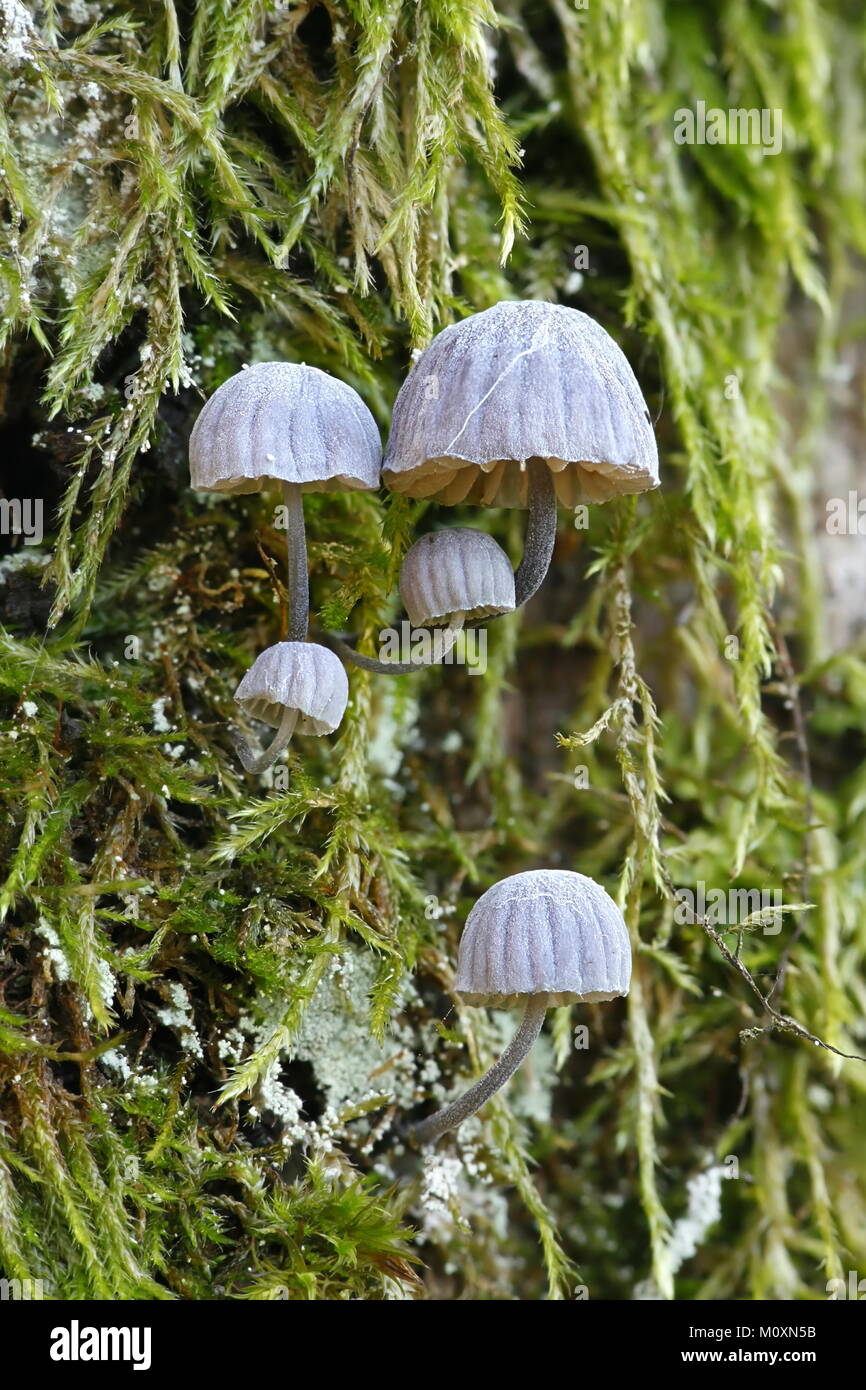 Fairy helmet mushroom, Mycena pseudocorticola Stock Photo