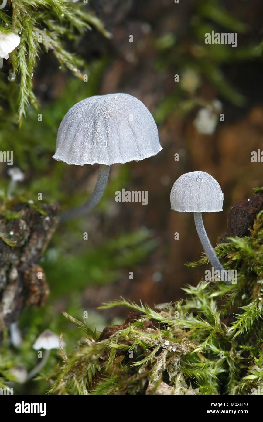 Fairy helmet mushroom, Mycena pseudocorticola Stock Photo