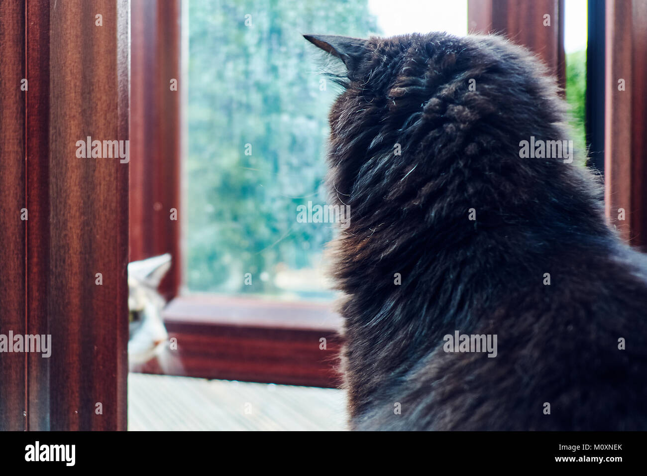 Black cat sat looking at conservatory door, deciding whether to go out in the rain or not Stock Photo