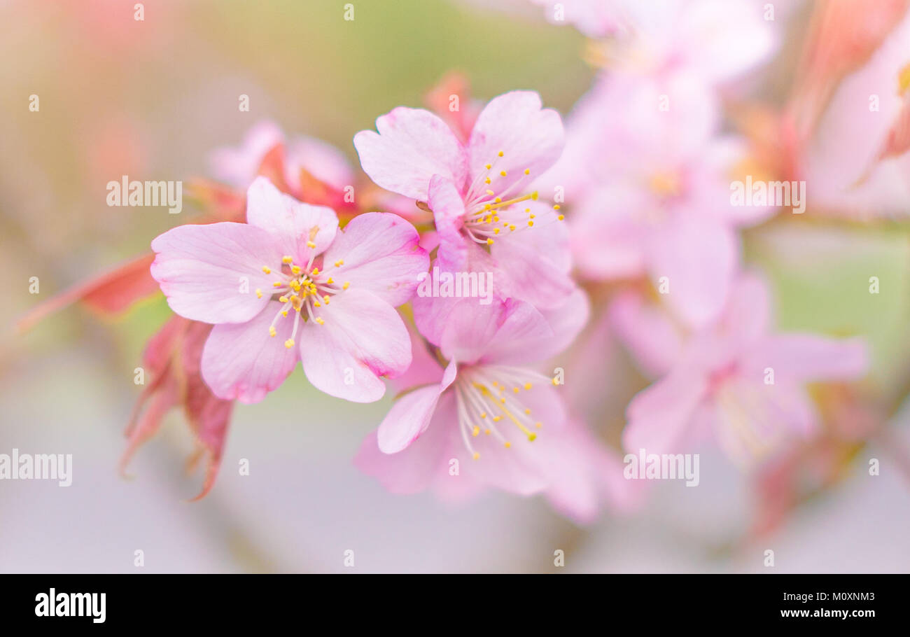 Pink Cherry Blossom Stock Photo - Alamy