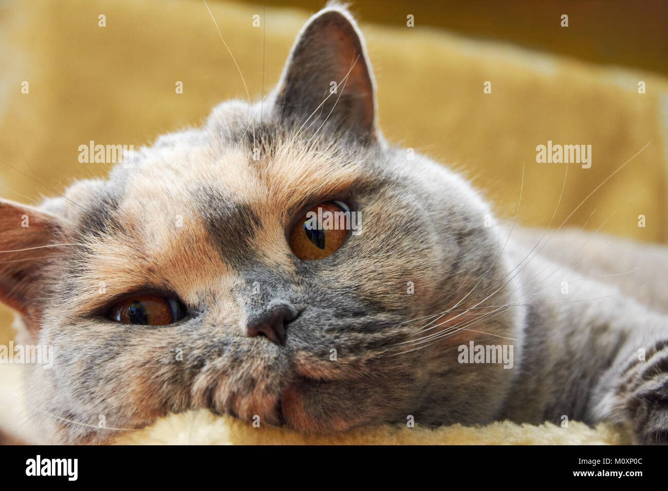 Portrait of British cat's head with copper eyes Stock Photo Alamy