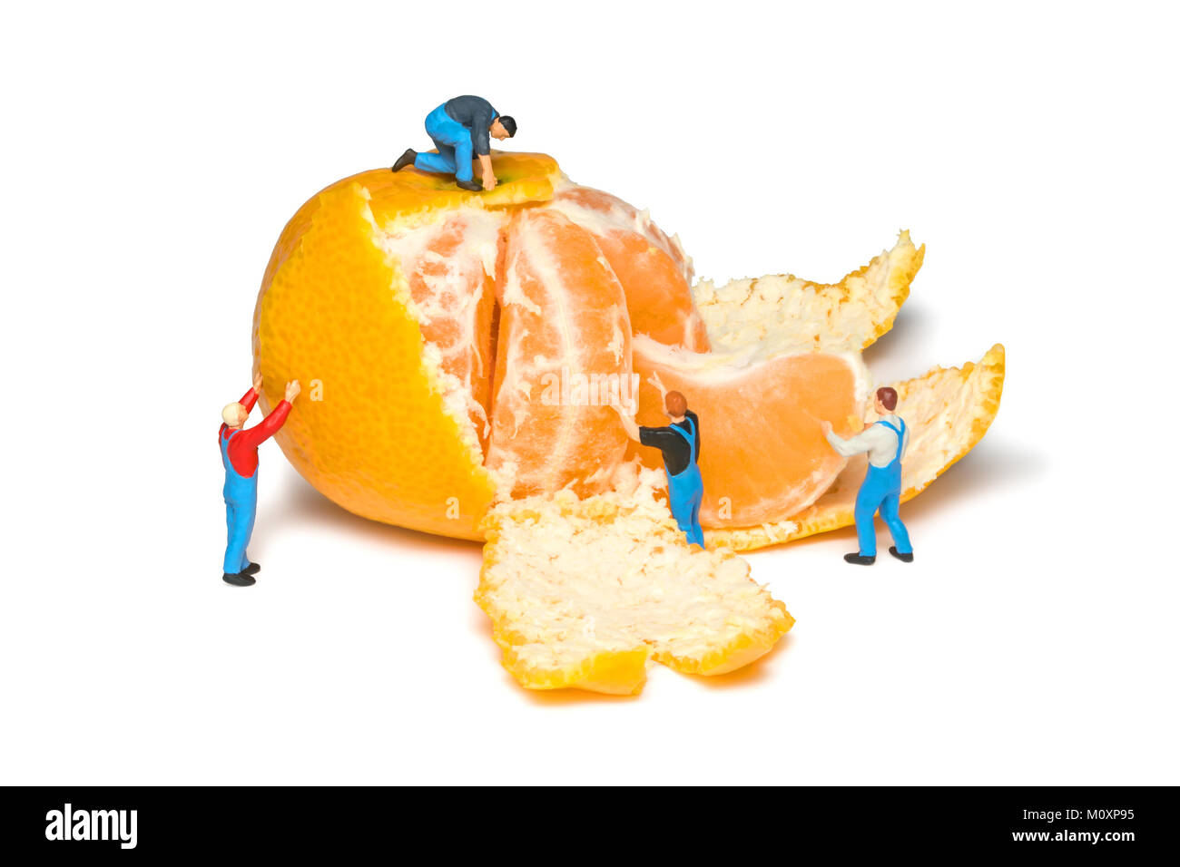 Creative concept with miniature workers. Mens remove the peel mandarins. Teamwork. Tangerines isolated. Little peoples pare fruit. Stock Photo
