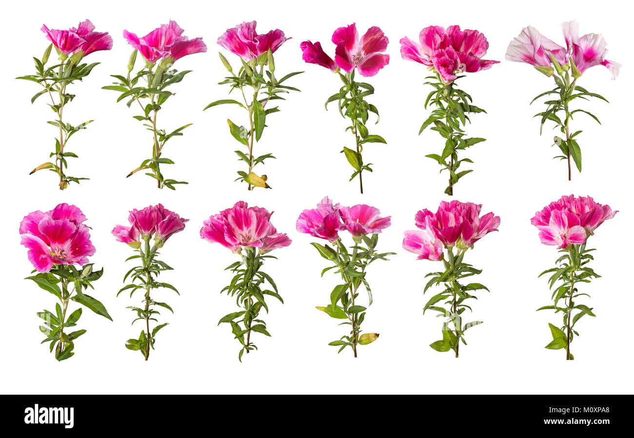 A branch of beautiful pink and purple spring flowers Stock Photo - Alamy