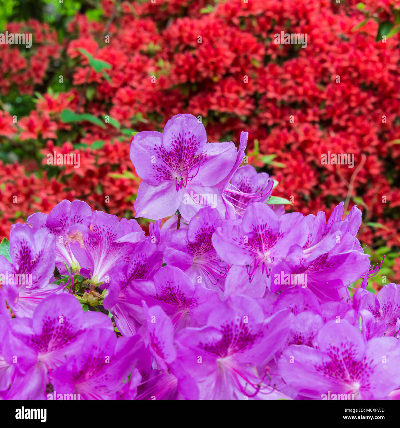 A bank of colourful flowers. Stock Photo