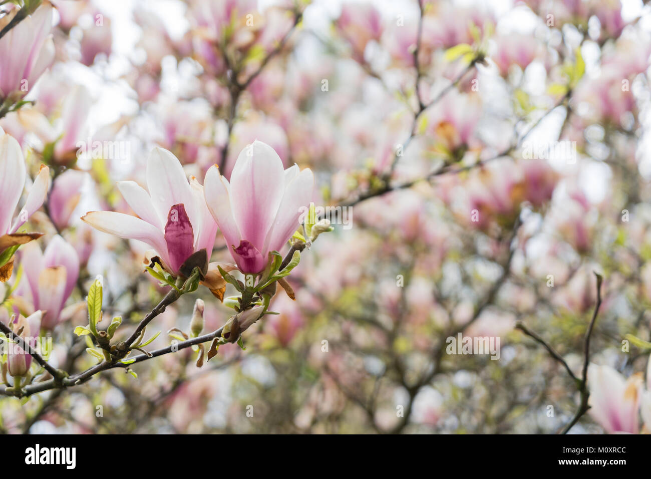 Magnolia