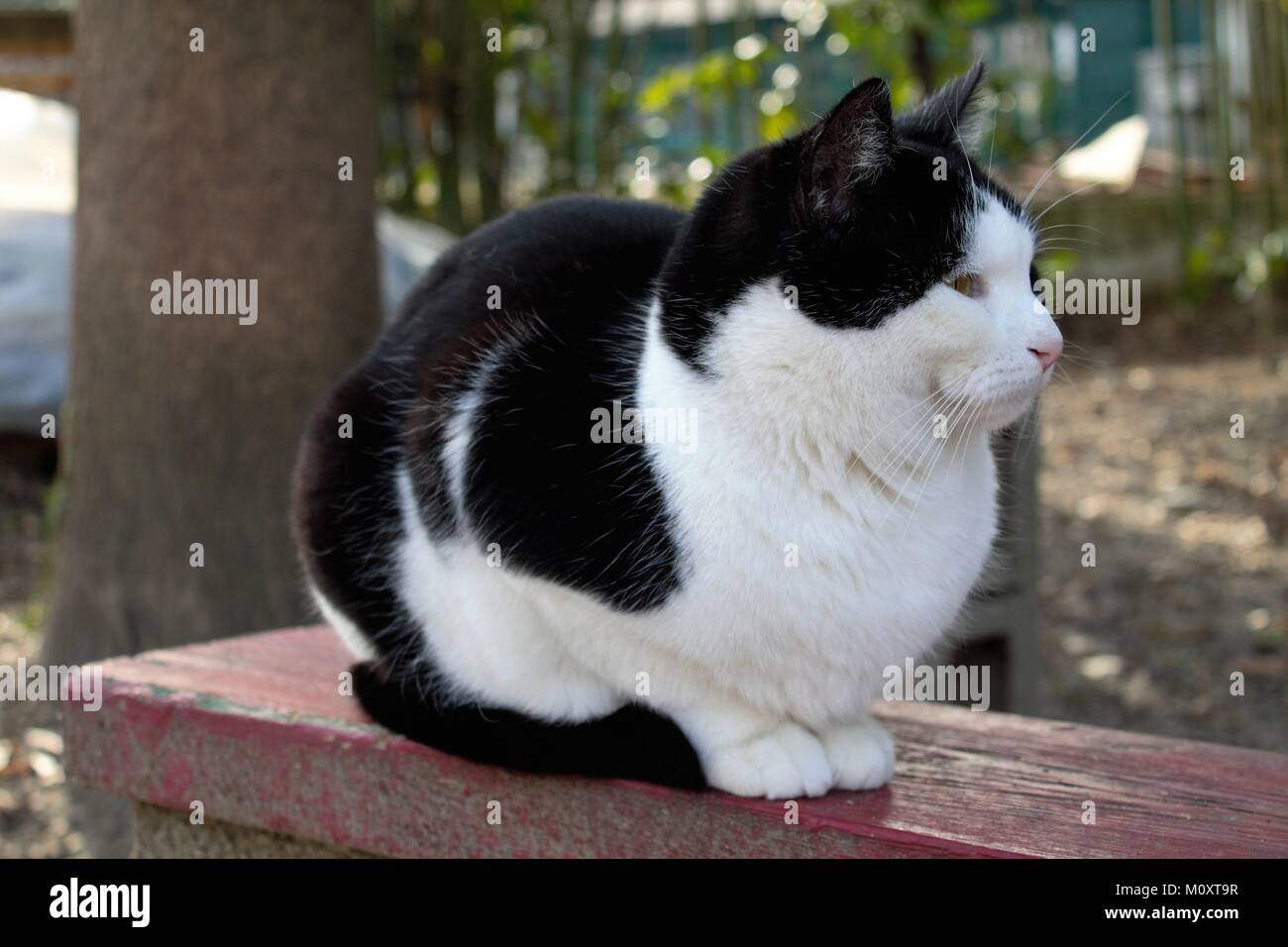 Stray cat Stock Photo