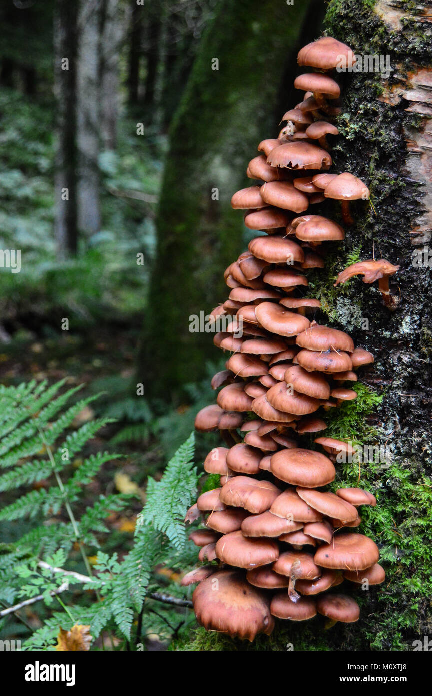 A stack of reddish brown mushrooms on the side of a tree Stock Photo