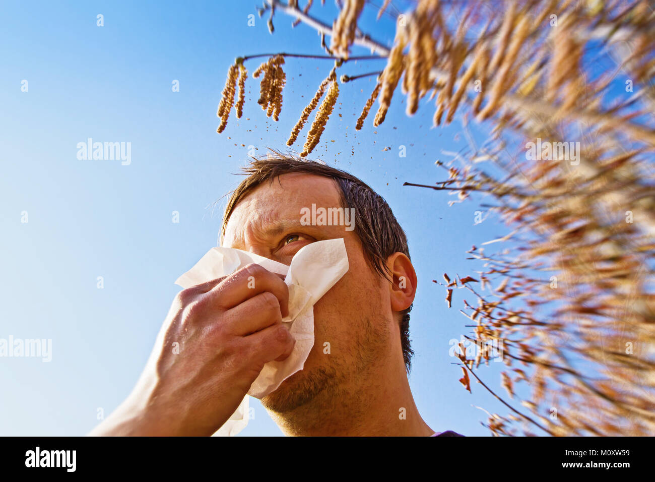 Hazelnut allergy hires stock photography and images Alamy