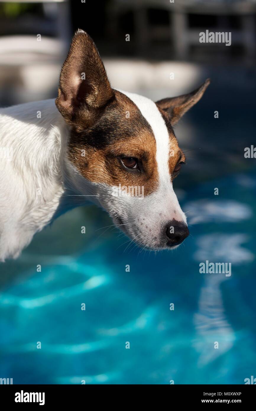 Portrait of a young female Jack Russell Terrier dog on a sunny day poolside. Stock Photo