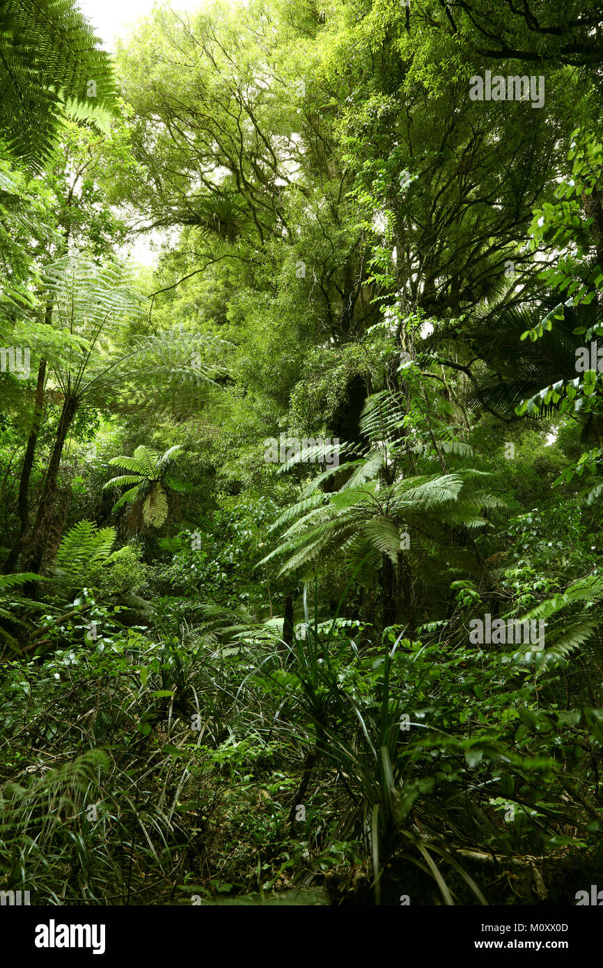 Lush green foliage in tropical jungle Stock Photo - Alamy