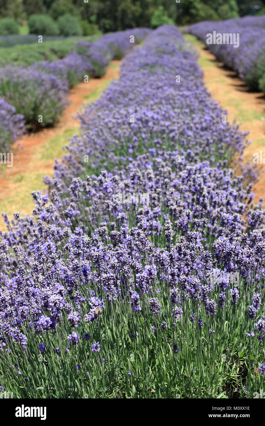 Lavandula angustifolia lavender flowers purple hi-res stock photography ...