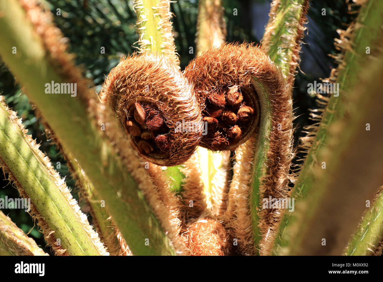 Close up of new unfurling fern frond of Cyathea cooperi or Australian tree fern, Stock Photo